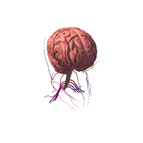 Brain Dissection Animated 01